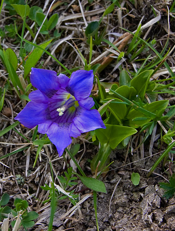 Genziana di Clusio (Gentiana clusii)