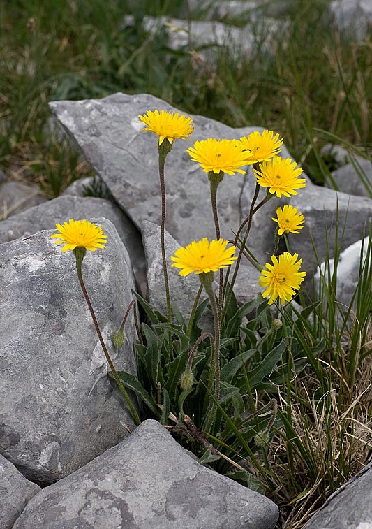 Dente di Leone delle Apuane (Leontodon anomalus)